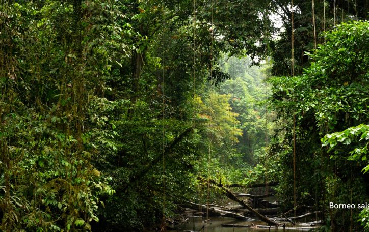 Pažintis su dinamišku Kvala Lumpūru ir poilsis pasakiškoje Borneo saloje 