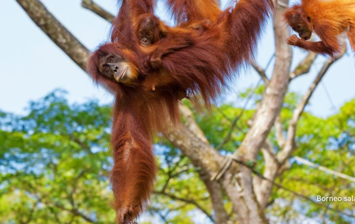 Pažintis su dinamišku Kvala Lumpūru ir poilsis pasakiškoje Borneo saloje 